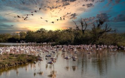 Séminaire Camargue